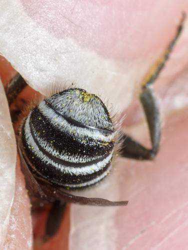 Réf. 277 344 : Megachile melanopyga